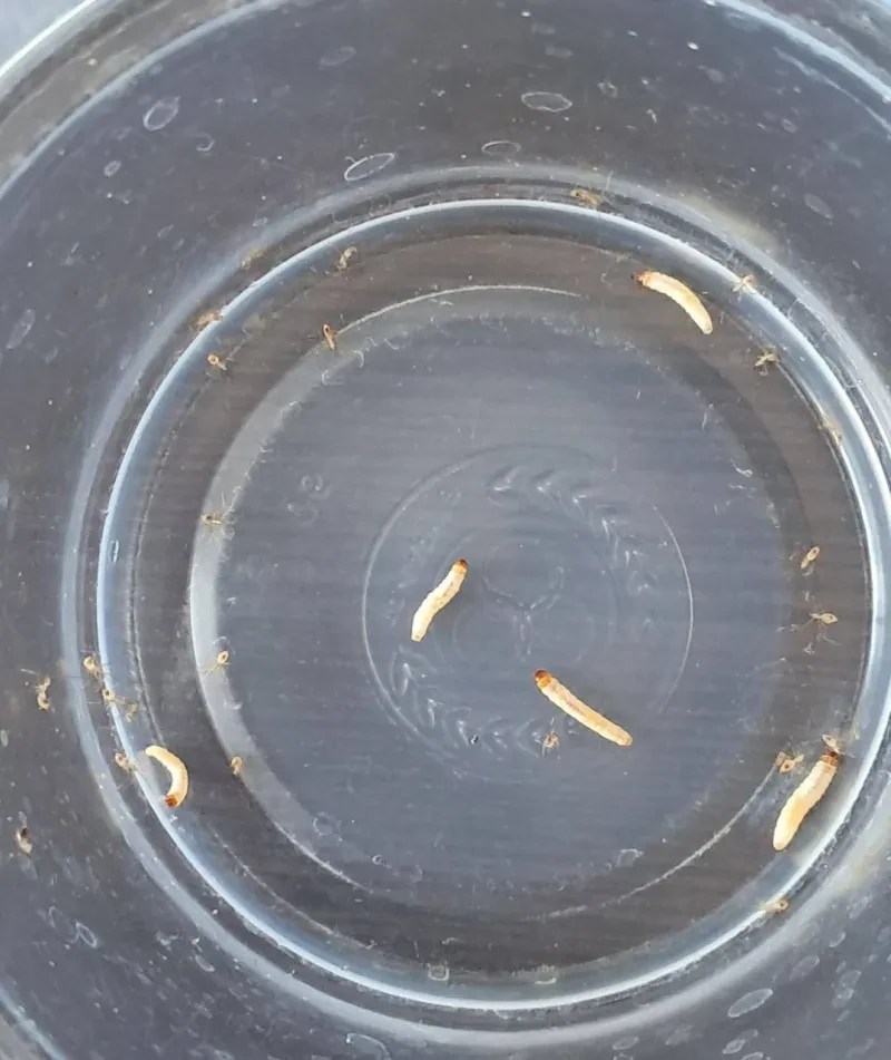 Laboratoriya yangiliklari