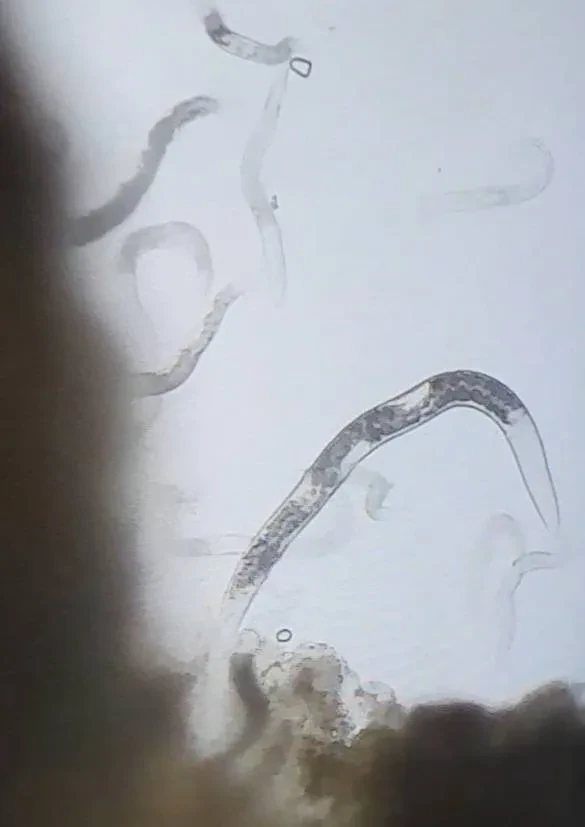 Laboratoriya yangiliklari