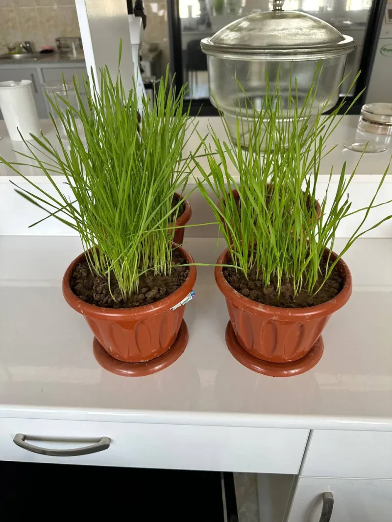 Laboratoriya yangiliklari