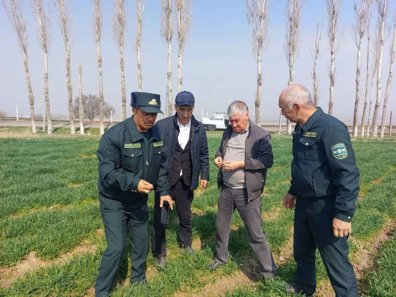 O`simliklar karantini va himoyasi ilmiy tadqiqot institutida tadqiqotlar davom etmoqda.