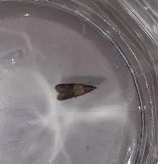 Laboratoriya yangiliklari