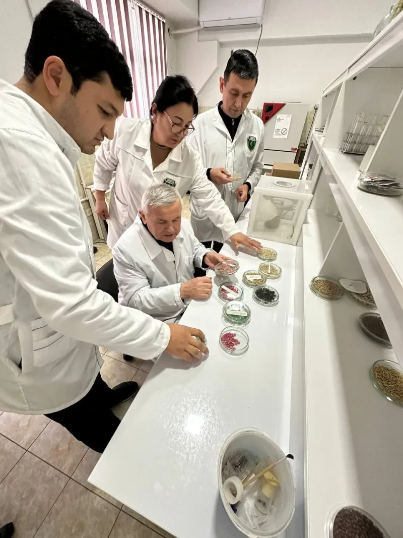 Laboratoriyada saqlanayotgan don dukkakli mahsulotlarga donxo’rlar zarar keltirishini bilarmidingiz?