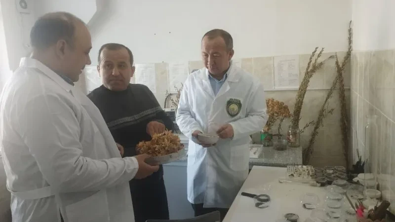 O`simliklar karantini va himoyasi ilmiy tadqiqot institutida tadqiqotlar davom etmoqda.