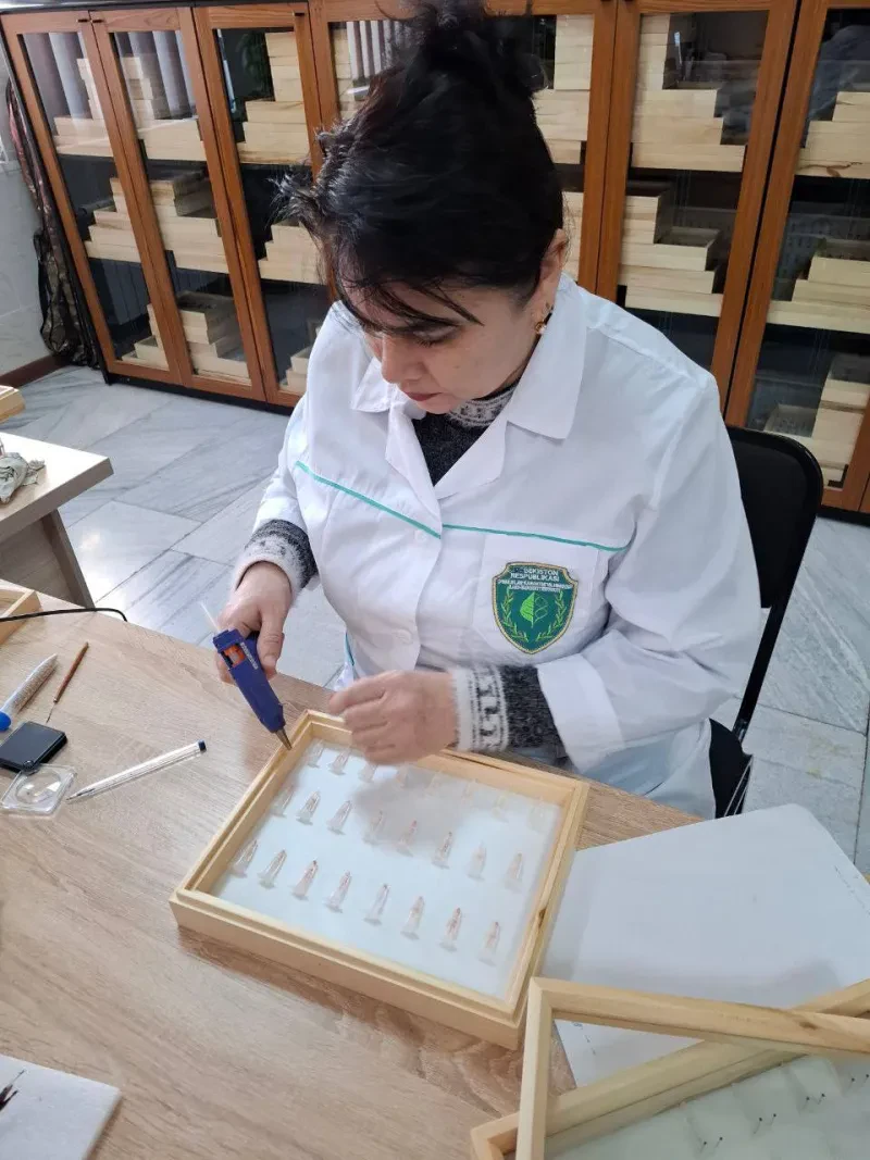 O`simliklar karantini va himoyasi ilmiy tadqiqot institutida tadqiqotlar davom etmoqda.