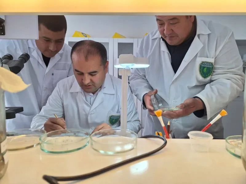 O`simliklar karantini va himoyasi ilmiy tadqiqot institutida tadqiqotlar davom etmoqda.