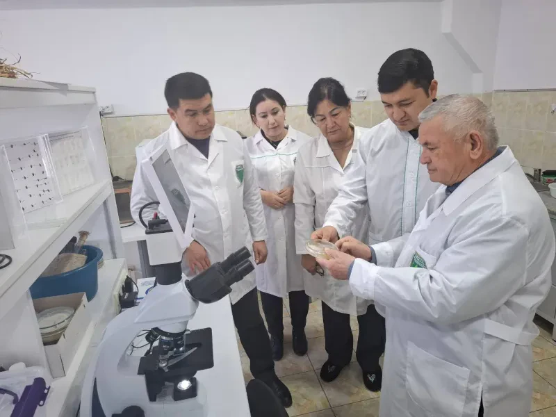 O`simliklar karantini va himoyasi ilmiy tadqiqot institutida tadqiqotlar davom etmoqda.